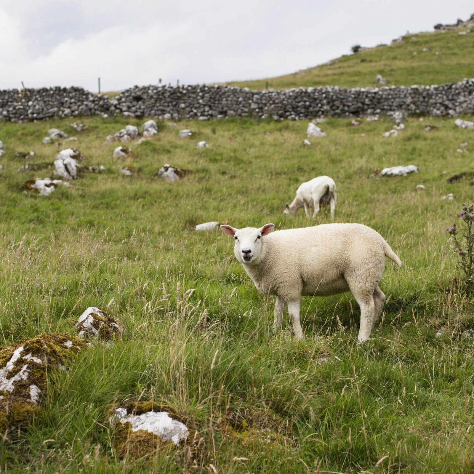 Image gallery marquee