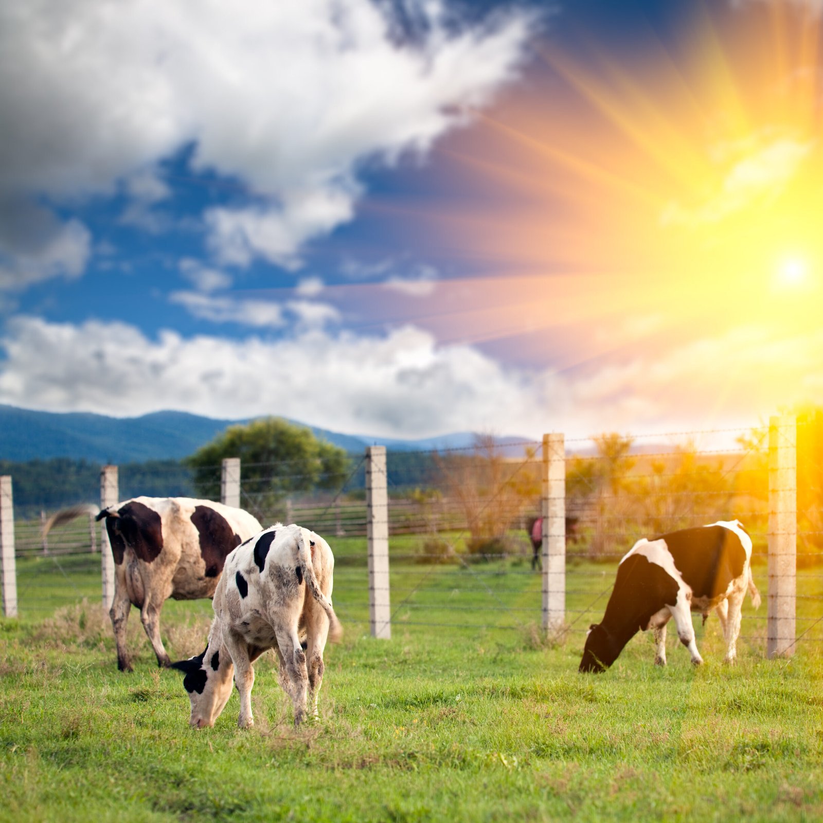 Image gallery marquee