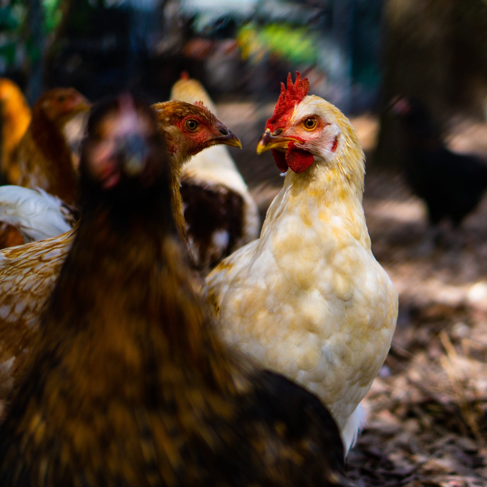 Image gallery marquee