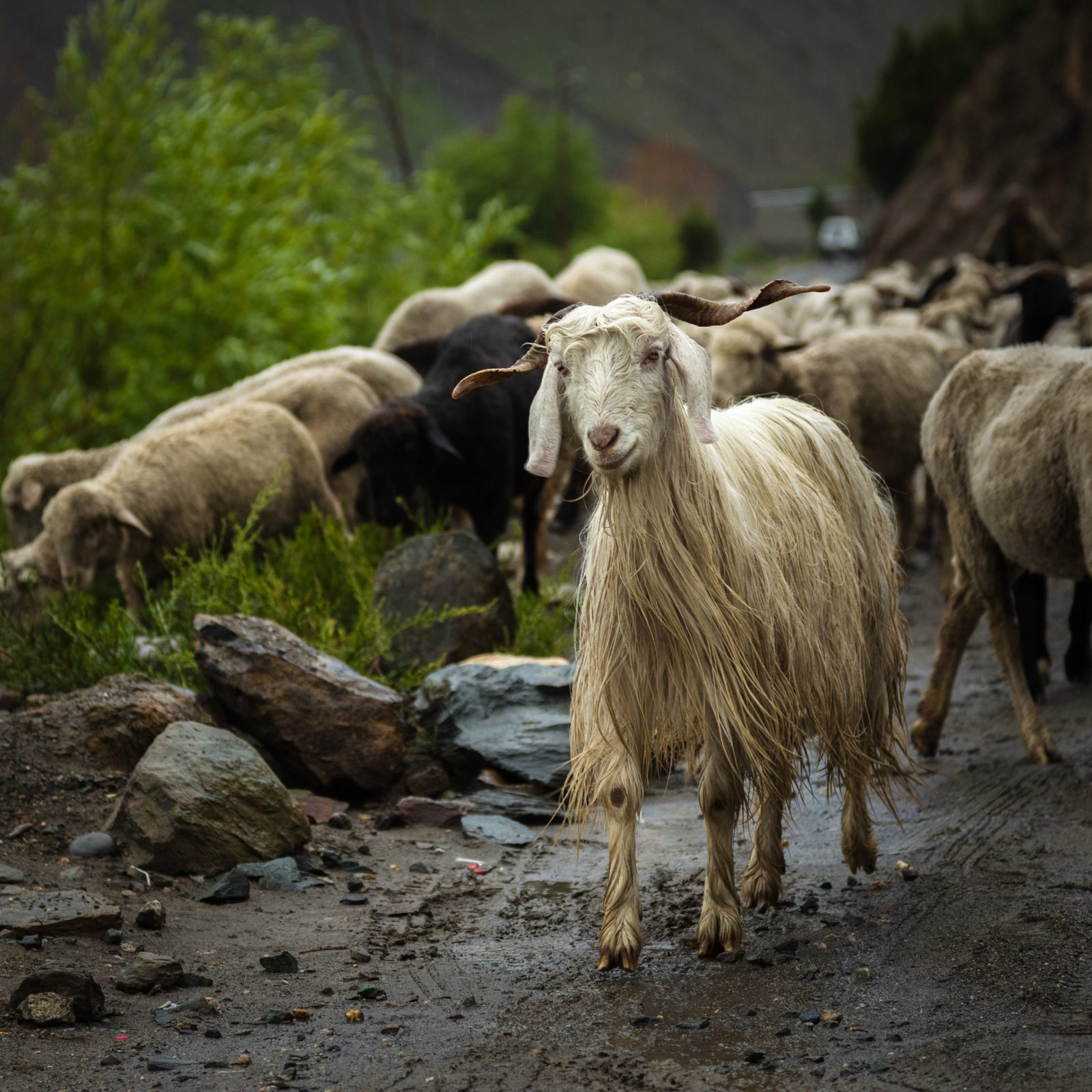 Image gallery marquee