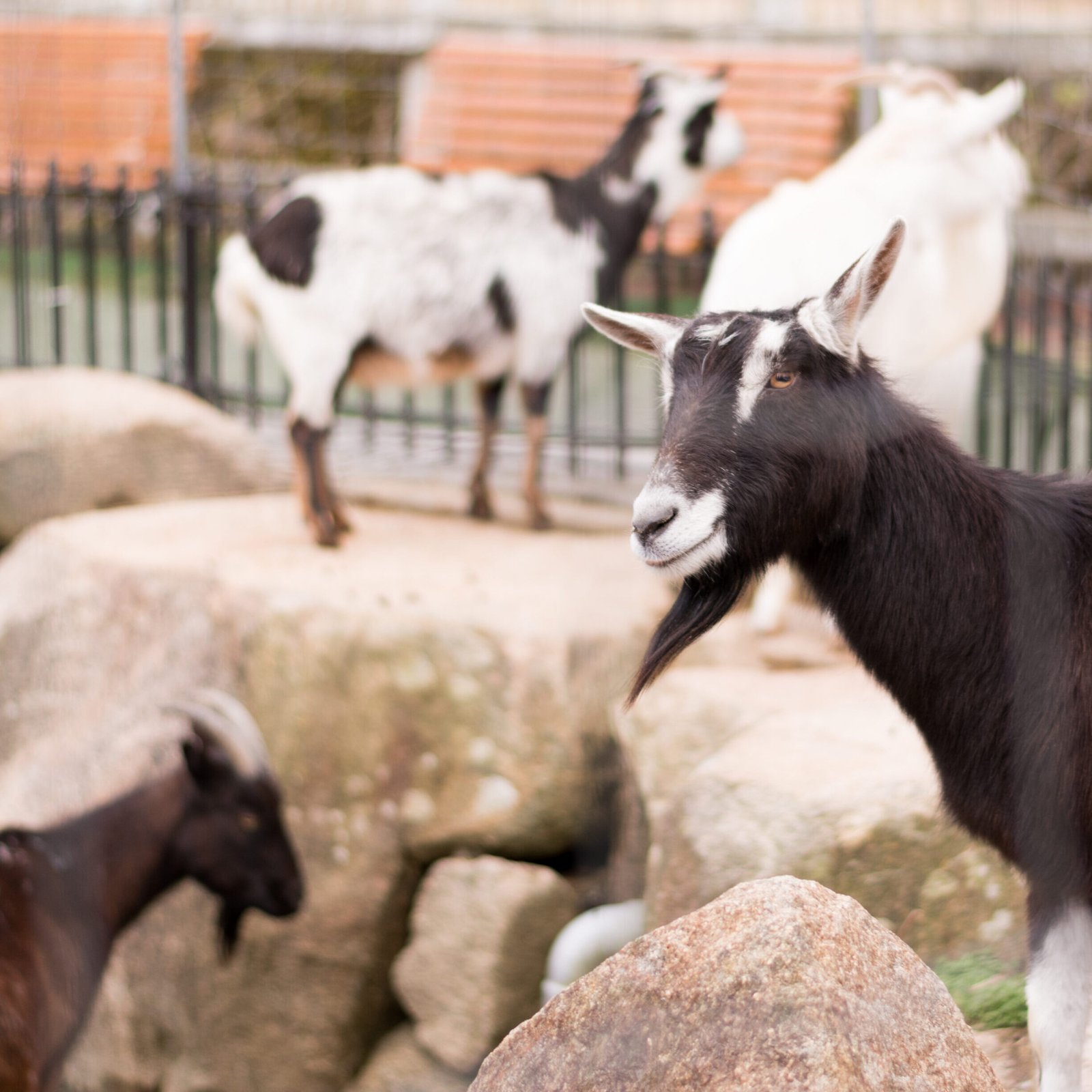 Image gallery marquee
